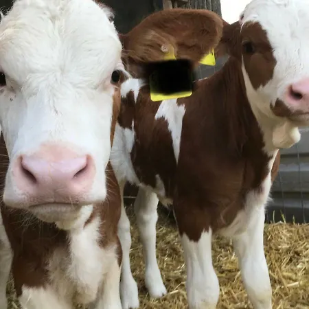 Urlaub Auf Dem Bauernhof Zeller Farm stay Wolframs-Eschenbach